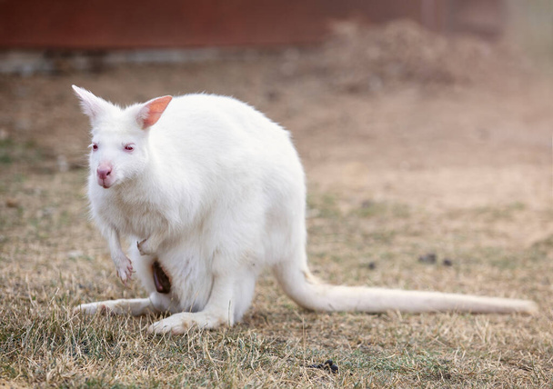 Albino benett kangaroo in zoo - Fotó, kép