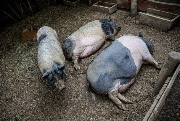 Спящие ленивые свиньи на ферме - Фото, изображение