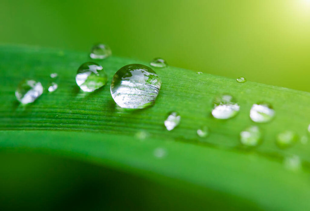 Rain drops on green leaves - Foto, afbeelding
