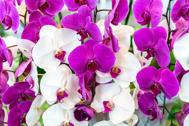 Friss virágzó lila orchidea és fehér orchidea természet Fali dekoráció Belső háttér  - Fotó, kép