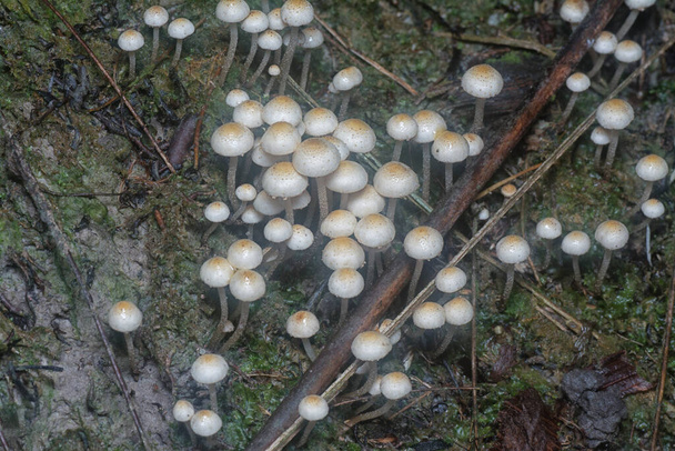 many of the wild Panaeolus cyanescens mushrooms. - Photo, Image