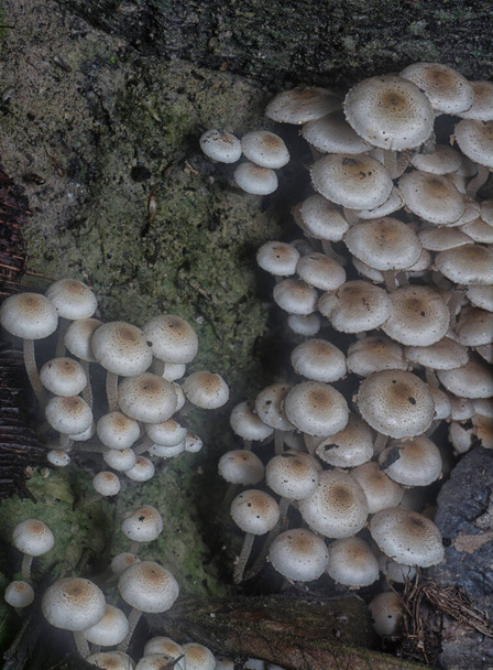 monet luonnonvaraiset Panaeolus syanescens sienet. - Valokuva, kuva