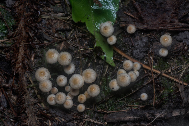 mnoho divokých Panaeolus cyanescens hub. - Fotografie, Obrázek