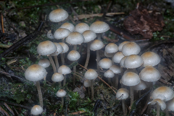 many of the wild Panaeolus cyanescens mushrooms. - Photo, Image