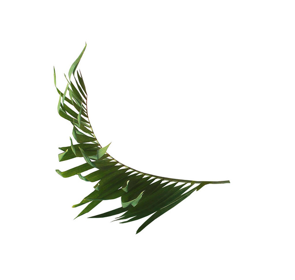 green palm leaf isolated on white background with clipping path - Photo, Image