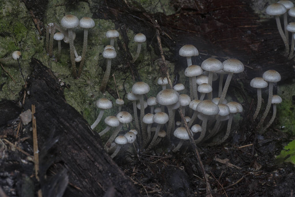 многие дикие грибы panaeolus cyanfens. - Фото, изображение