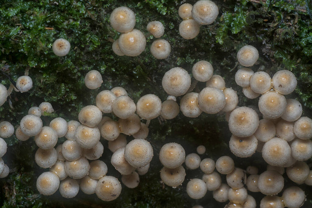 veel van de wilde Panaeolus cyanescens paddenstoelen. - Foto, afbeelding