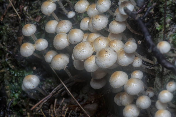 muitos dos cogumelos Panaeolus cyanescens selvagens. - Foto, Imagem