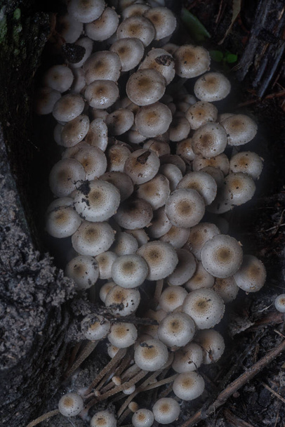 wiele dzikich grzybów Panaeolus cyanescens. - Zdjęcie, obraz