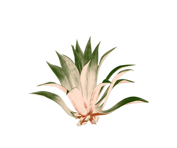 planta ornamental de hoja de cactus agrupada aislada sobre fondo blanco - Foto, imagen