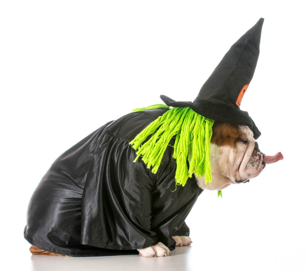 dog witch - Φωτογραφία, εικόνα