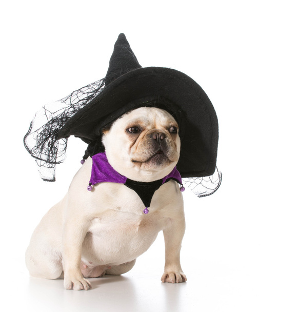 dog dressed like a witch - Photo, Image