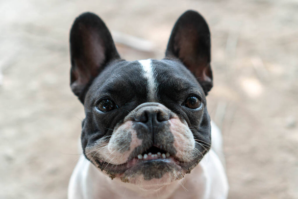 Close up pouco bonito preto e branco francês bulldog cachorro  - Foto, Imagem