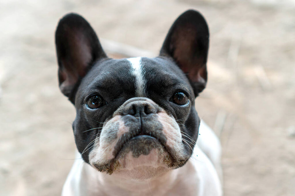 Kapatın küçük şirin siyah beyaz Fransız buldog köpeğini.  - Fotoğraf, Görsel