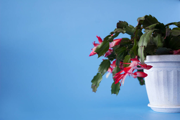 Чудове червоне Шлюмбергера або Лідкактус, а також різдвяний кактус, синє тло. Домашня рослина, копіювання простору. - Фото, зображення