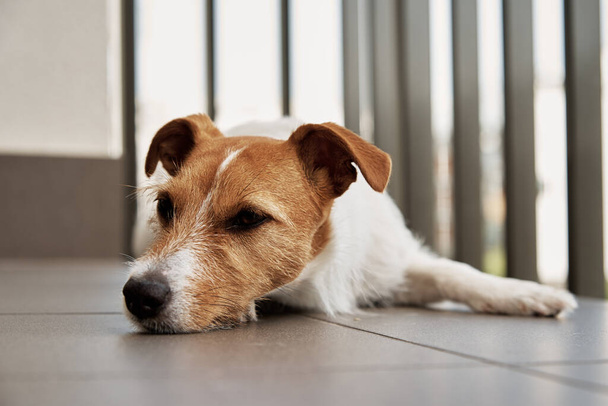 Λυπηρό κουρασμένο σκυλί στο πάτωμα. Υπναράς Τζακ Ράσελ τεριέ - Φωτογραφία, εικόνα