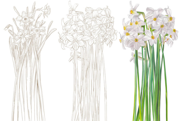 Графічні нарциси і кольорові квіти ізольовані ілюстрації. Ескіз на білому тлі. Дизайнерський елемент для настінних фресок, листівок, шпалер, фотошпалер
. - Фото, зображення