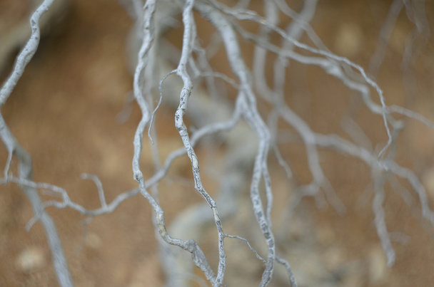 Абстрактные корни деревьев
 - Фото, изображение