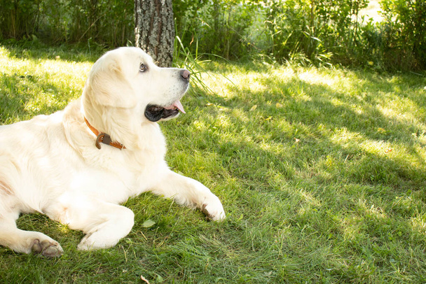 golden retriever lies on a green lawn and looks towards the place for text. - Foto, afbeelding