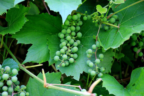 Uvas de vino verde joven en el viñedo de casa. racimo de uvas verdes entre las hojas del árbol - Foto, Imagen