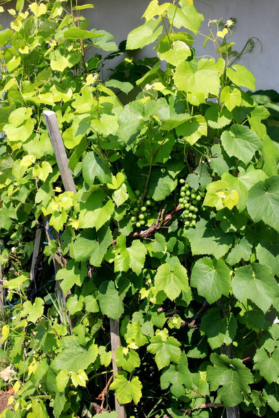 Зелений молодий виноград вина в домашньому винограднику. пучок зеленого винограду серед листя дерева
 - Фото, зображення