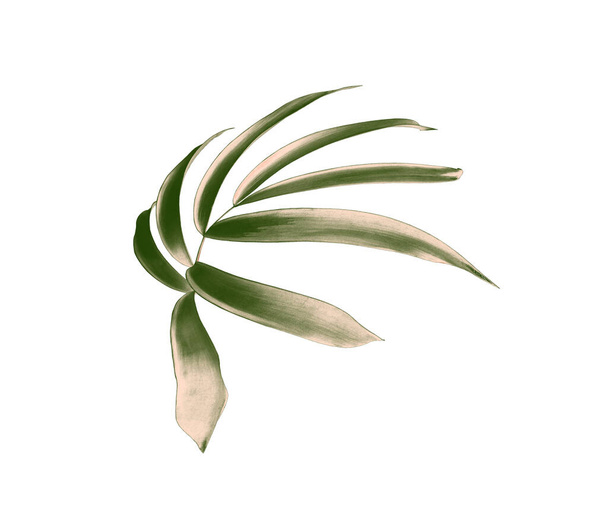zelený palmový list izolované na bílém pozadí s výstřižkem cesta - Fotografie, Obrázek
