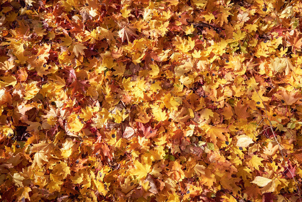 de vergeelde esdoorn bladeren zijn gevallen en liggen op de grond.. Herfst achtergrond. - Foto, afbeelding