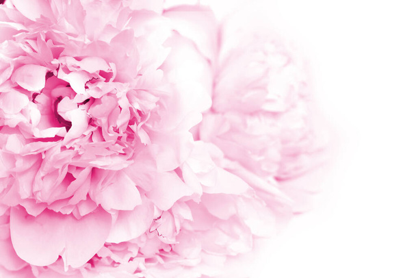 Pink Peony Flowers. Floral background with copyspace.  - Zdjęcie, obraz