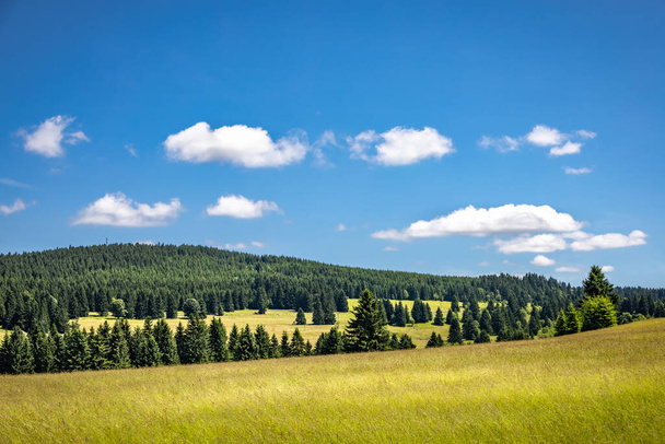 Zomer groene weiden tussen sparrenbossen onder de blauwe hemel - Tsjechië, Europa - Foto, afbeelding