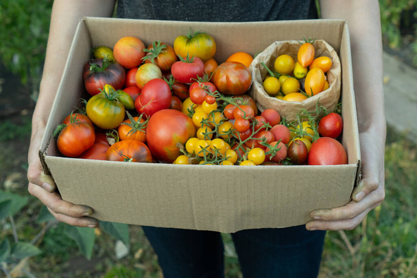 El agricultor sostiene una caja de cartón con una mezcla de tomate maduro. Verduras frescas a la venta en el mercado de agricultores locales. El concepto de jardinería y entrega de verduras orgánicas. Trabajador de Ecofarm. Enfoque selectivo - Foto, Imagen