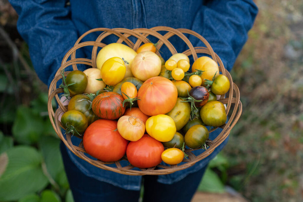 Çiftçi içinde olgun domates karışımı olan bir sepet tutuyor. Yerel çiftçi pazarında satılık taze sebzeler. Bahçe işleri ve organik sebze teslimatı. Eko-tarım işçisi Seçici odaklanma - Fotoğraf, Görsel