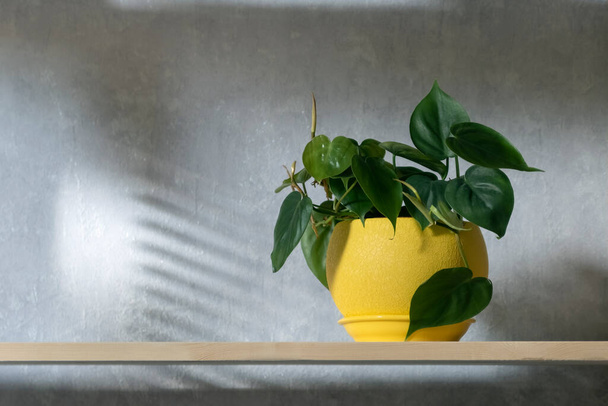 Decorative houseplant in a yellow pot on wooden shelf. Scandens plant in interior. Bright accents in the interior, ornamental plant - Zdjęcie, obraz