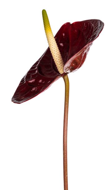Side view of dark red Flamingo flower aka Anthurium on stem. Isolated on a white background. - Photo, Image