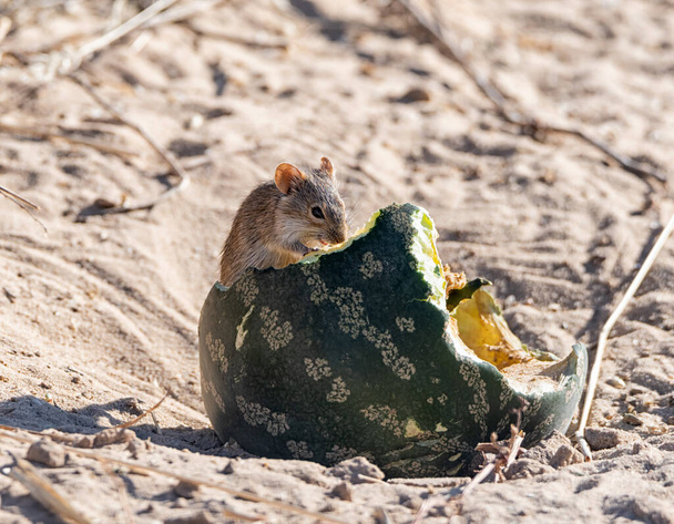 Mysz w paski jedząca Tsaama Melon w południowoafrykańskiej sawannie - Zdjęcie, obraz