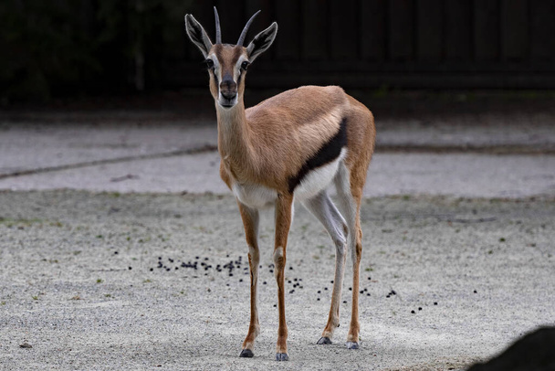 La gazzella di Thomson, Eudorcas Thompsonia, è una tipica antilope africana. - Foto, immagini