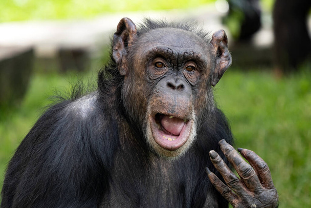 Chimpancé africano, Pan Troglodytes, los faciales de estos primates tienen mucho que ver con el hombre - Foto, Imagen