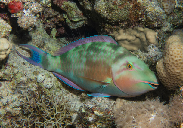 Closeup detail of pacific longnose parrotfish hipposcarus longiceps sleeping at night on tropical reef with hard corals - Photo, Image