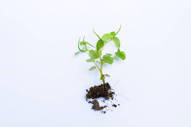 Small young green plant with soil isolated on white backgroun - Photo, Image