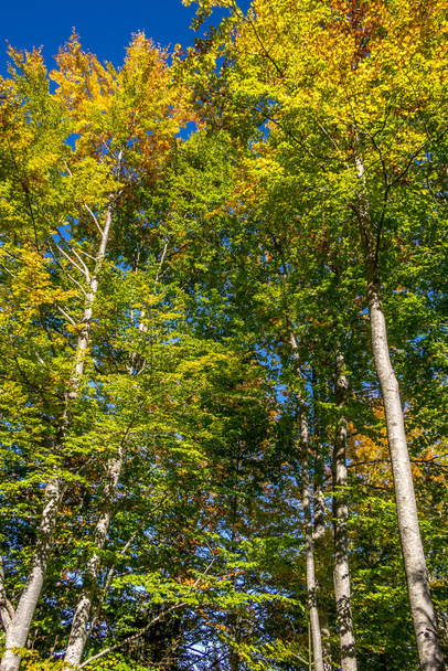 autumn background with colorful trees - Φωτογραφία, εικόνα