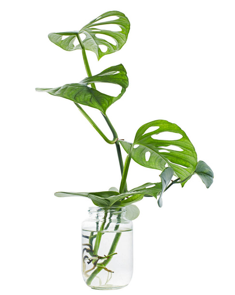 Monstera obliqua y Scindapsus Treubii en maceta de vidrio, planta tropical crecen en agua aislada sobre fondo blanco, con camino de recorte  - Foto, Imagen