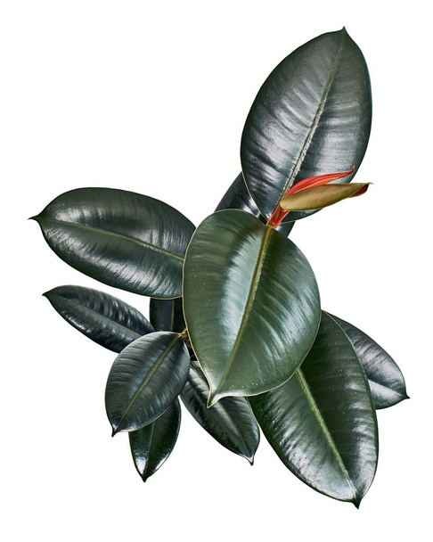Ficus elastica burgundy leaves, Burgundy Rubber tree, isolated on white background with clipping path - Foto, Imagen