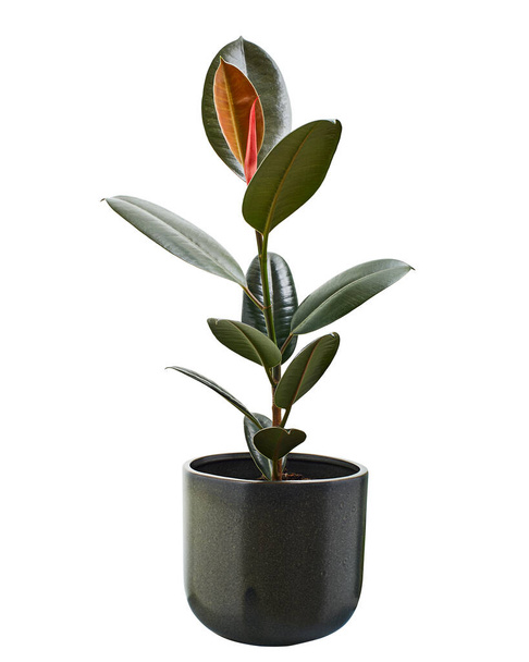 Ficus elastica burgundy leaves, Burgundy Rubber tree in pot, isolated on white background with clipping path - Photo, Image