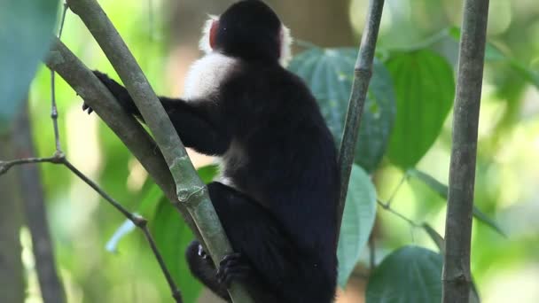 A relaxed Wild White-faced Capuchin (Cebus capucinus) - Materiał filmowy, wideo