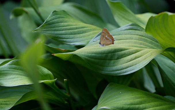 Una rara mariposa racha de pelo de letra blanca descansando en el jardín sobre hojas de plantas hosta - Foto, Imagen
