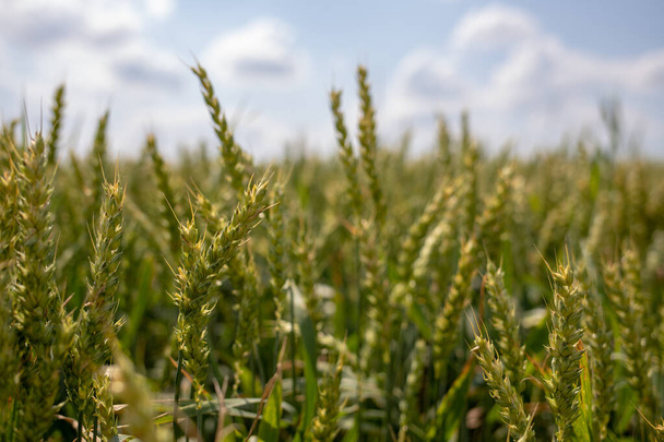 Campos de trigo y cielo azul - Foto, imagen