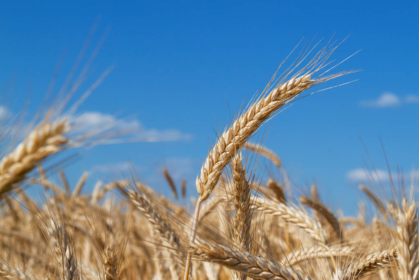 雲と青い空の背景に小麦のクローズアップの熟したスパイク。収穫、穀物の栽培 - 写真・画像