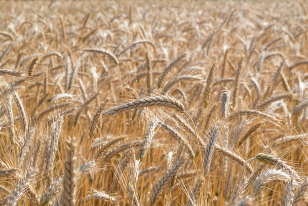 Ripe wheat field. Wheat spikelets are ready to harvest. Farm concept - Photo, Image