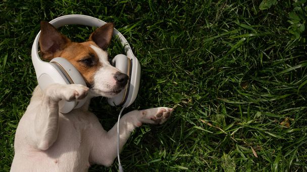 Dog jack russell terrier lies on a green lawn and listens to music on headphones. - Photo, Image