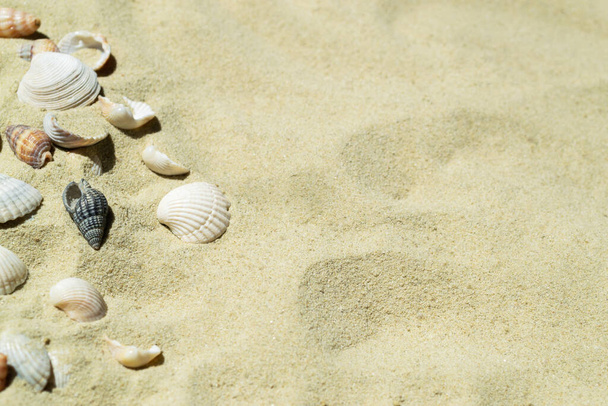 Морські мушлі на піску з простором для тексту. Піщаний пляж з черепашками. Відпустка біля моря, відпустка. - Фото, зображення