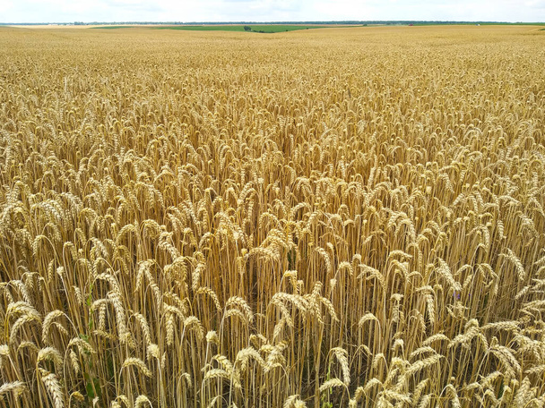 Großaufnahme von goldenen Ähren aus Weizen vor dem Hintergrund eines gelben Feldes. Weizenernte. Makroaufnahmen von Weizenstacheln mit Kopierraum. Natürlicher Hintergrund. Bauernerntekonzept. - Foto, Bild